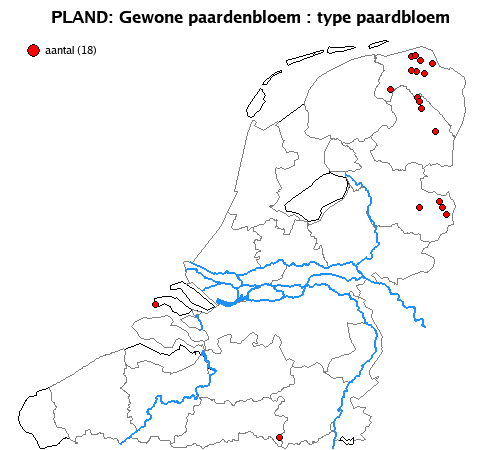 paardbloem